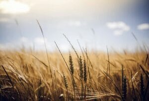 agriculture-1845835_960_720