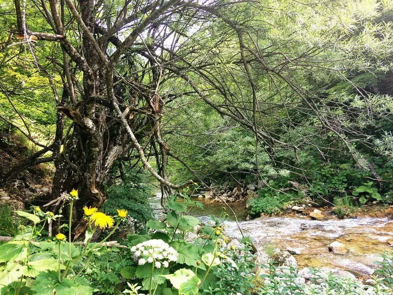bukovica_rijeka_vrba