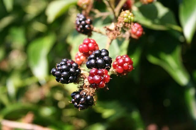 blackberry-200535_640