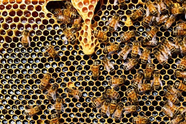 queen-cup-337695_960_720