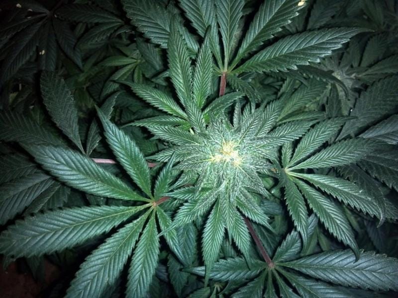 cannabis-313051_960_720
