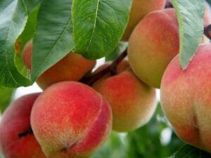 peach-2632182_640