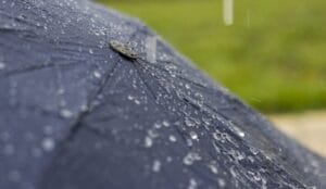 kisa-kisobran-2-960x555