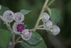 burdock-2536238_640