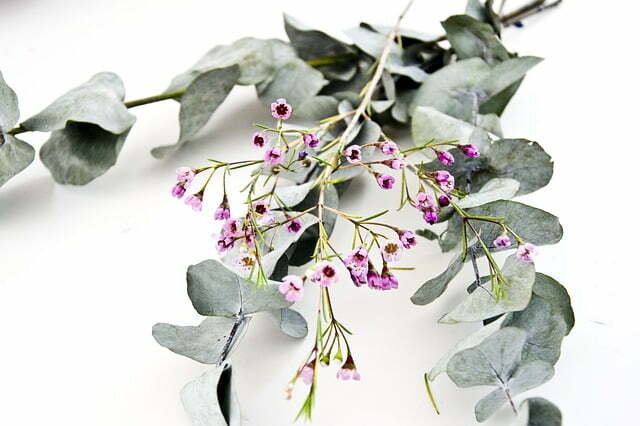eucalyptus-3854084_640