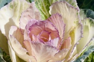 ornamental-cabbage-455203_640