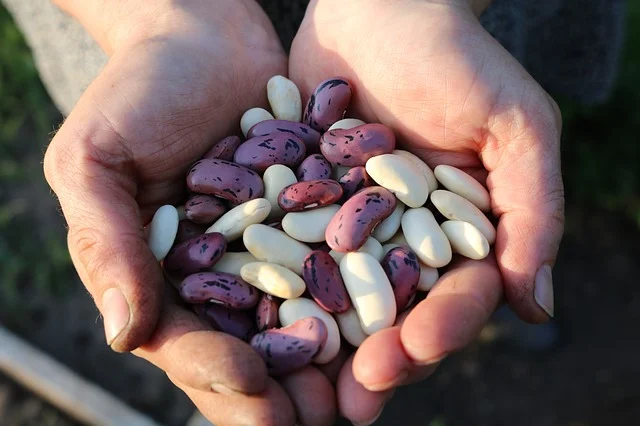 runner-beans-1835646_640