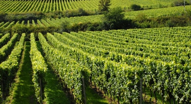 vinograd
