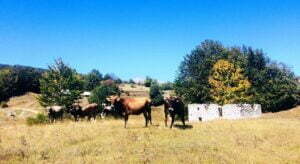 53712329_408297849737185_5905374032483581952_n