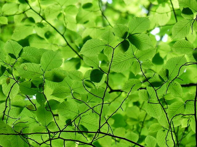 leaves-167478_640