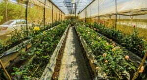 mladi_poljoprivrednici