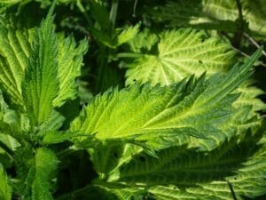 nettle-204375_640