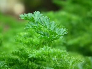 parsley-246557_640