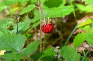 wild-strawberry-2459835_640