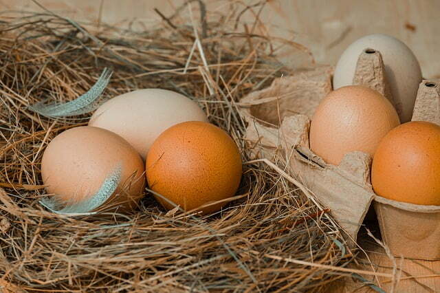 chicken-eggs-4212132_640