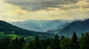 forest