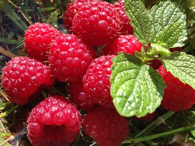 rasberry-2812469_640