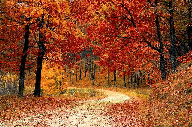 fall-1072821_640