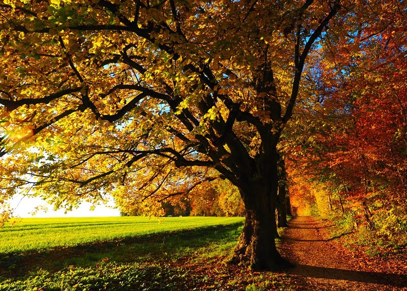 tree-779827_1280