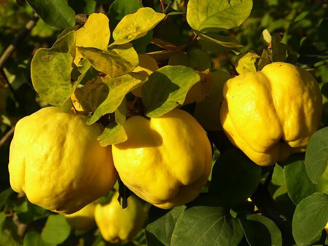 quince-65189_640