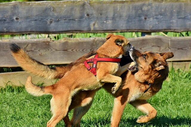 schafer-dog-3856175_640