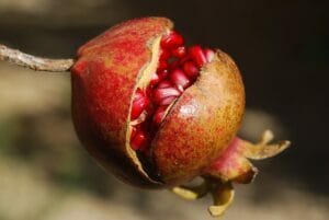 pomegranate-185456_640