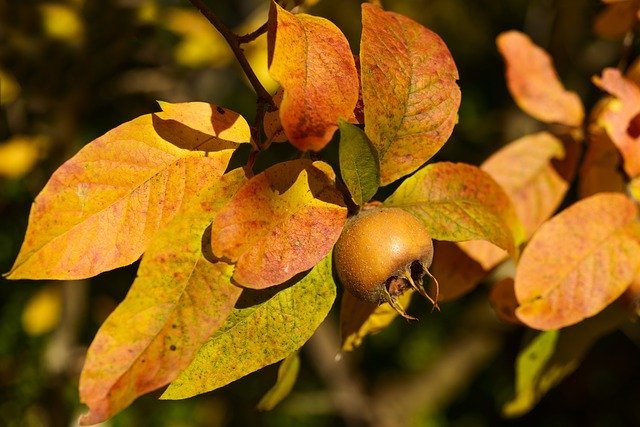 medlar-1862858_640