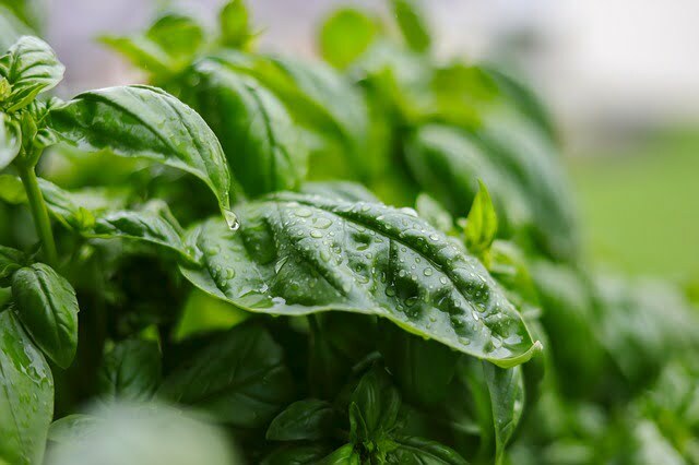 basil-2494688_640