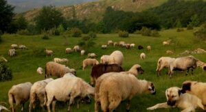 viber_image_2020-06-13_08-28-28