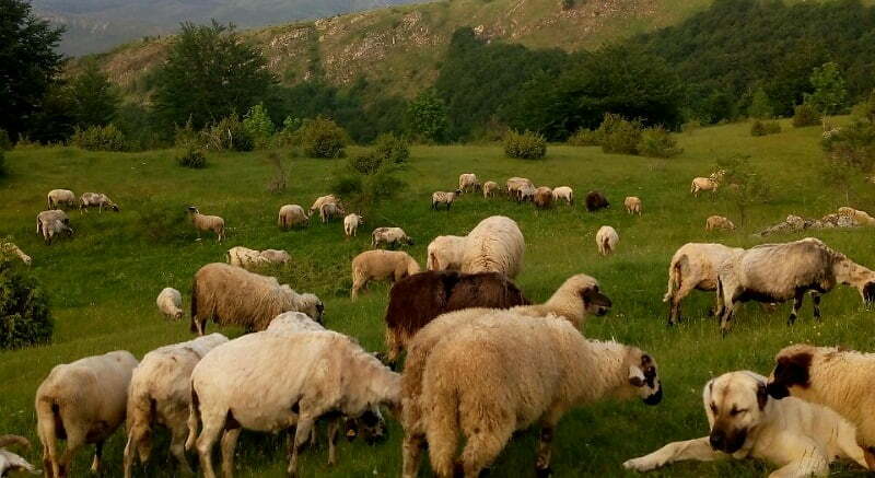 viber_image_2020-06-13_08-28-28
