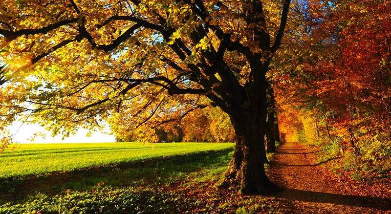 tree-779827_960_720