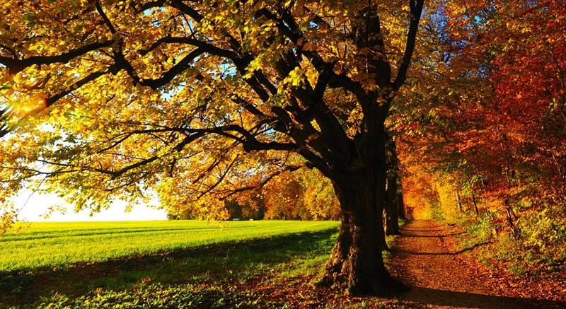 tree-779827_960_720