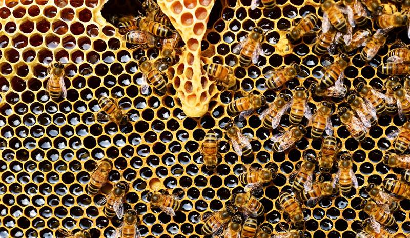 honey-bees-337695_1280