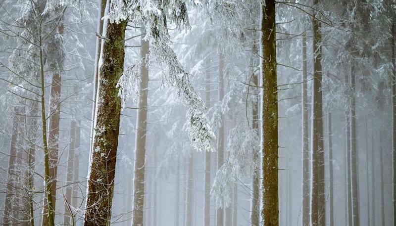 forest-2964073_1280