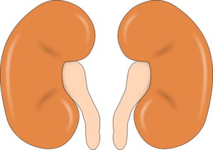 kidney-147499_640
