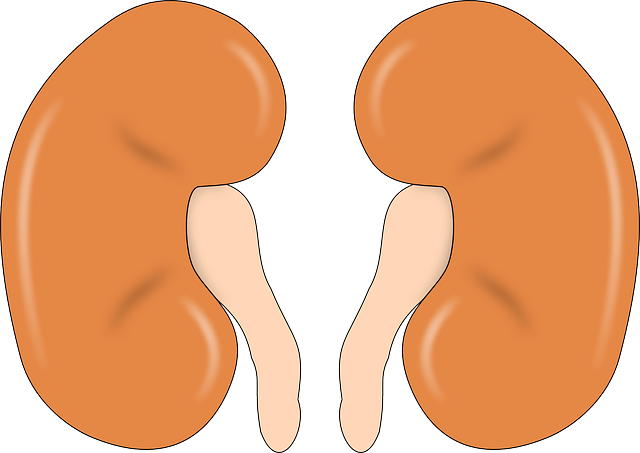 kidney-147499_640