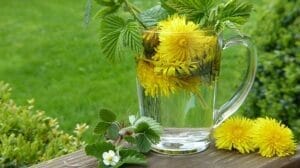 dandelion-2232626_640