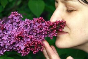 lilac-4861734_640