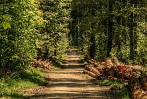 trees-3410836_960_720