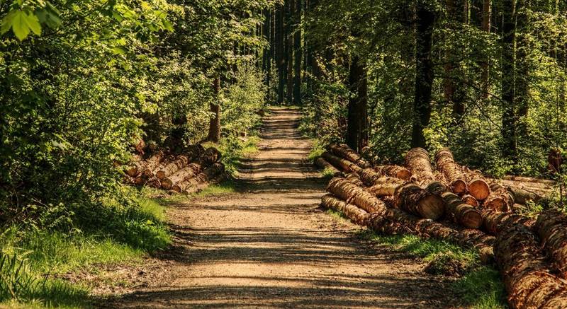 trees-3410836_1280
