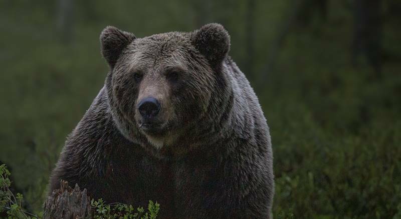 bear-4838870_1280