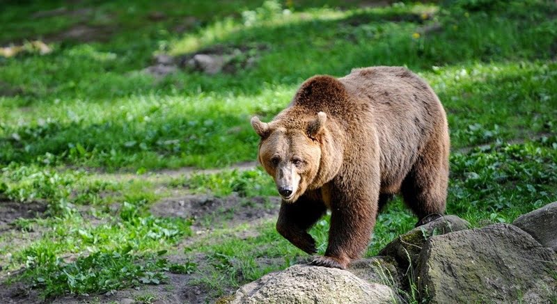 bear-4859242_960_720