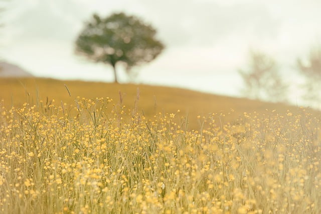 field-480464_640
