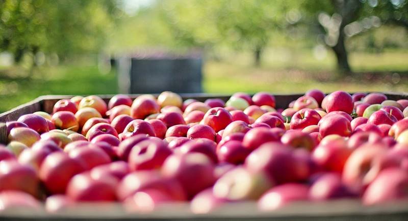 apples-1004886_960_720