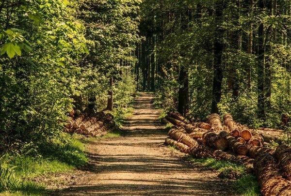 trees-3410836_960_720_1_0_2