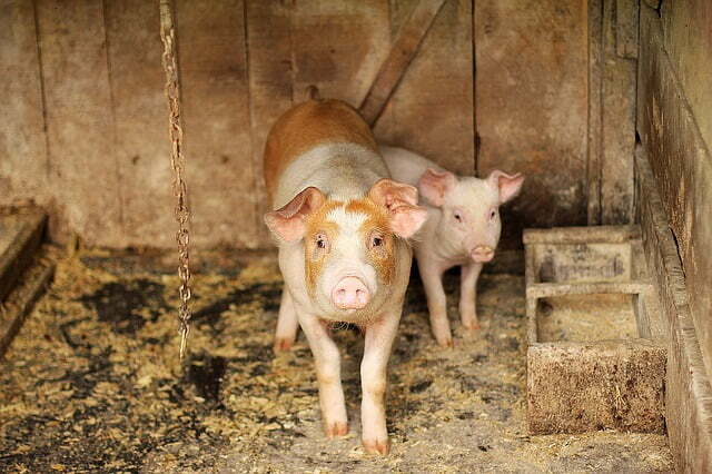 pig-1249586_640_1_2