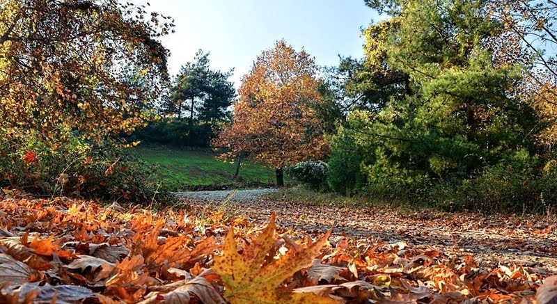 autumn-3004504_960_720
