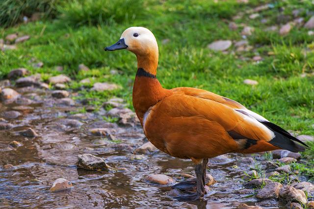 ruddy-shelduck-gf751d8881_640